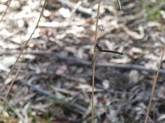 Pilacmonotus sabulosus
