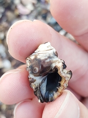 Tenguella marginalba