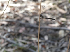 Pilacmonotus sabulosus