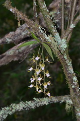 Sarcochilus australis