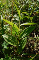 Polygonatum humile