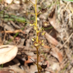 Drosera auriculata