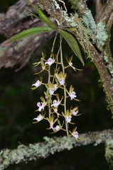 Sarcochilus australis