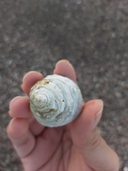 Astralium tentoriiforme