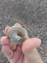 Astralium tentoriiforme