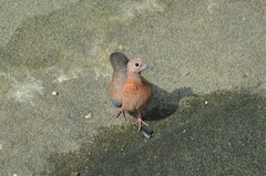 Streptopelia senegalensis