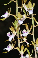 Sarcochilus australis