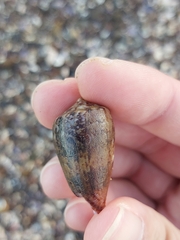 Conus anemone