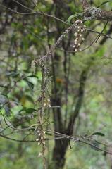 Sarcochilus australis