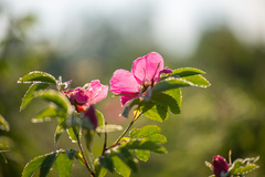 Rosa glabrifolia