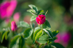 Rosa glabrifolia