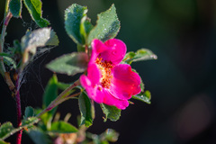 Rosa glabrifolia