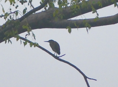Ardeola grayii