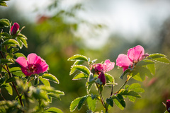 Rosa glabrifolia