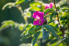 Rosa glabrifolia