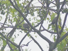 Streptopelia chinensis