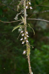 Sarcochilus australis