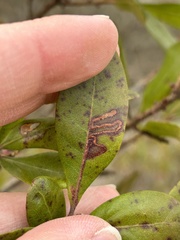 Stigmella betulicola
