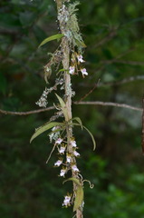 Sarcochilus australis