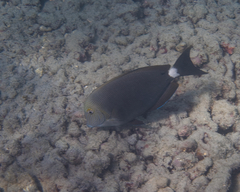 Acanthurus nigroris