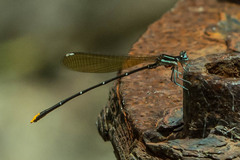 Allocnemis leucosticta