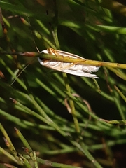 Xyloryctidae