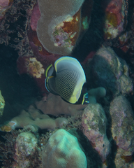 Chaetodon reticulatus