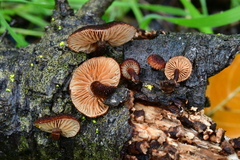 Phaeomarasmius