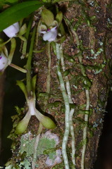 Sarcochilus australis