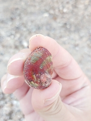 Haliotis coccoradiata