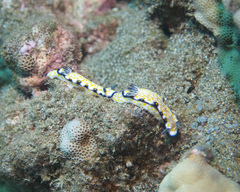 Hypselodoris imperialis