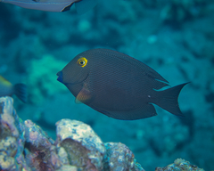 Ctenochaetus strigosus