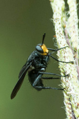 Hermya