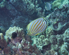 Chaetodon ornatissimus