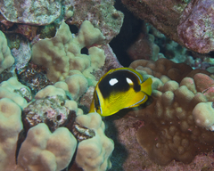 Chaetodon quadrimaculatus