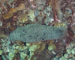 Holothuria whitmaei