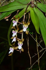 Sarcochilus australis