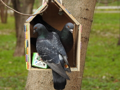 Columba livia domestica