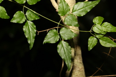 Jasminum singuliflorum