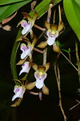 Sarcochilus australis