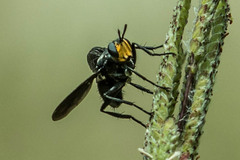 Hermya