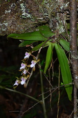 Sarcochilus australis