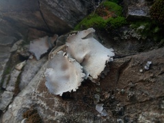 Umbilicaria hirsuta