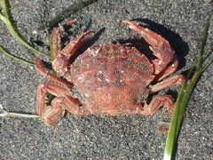 Nectocarcinus antarcticus