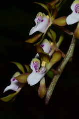 Sarcochilus australis