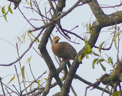 Ortygornis pondicerianus