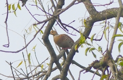 Ortygornis pondicerianus