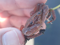 Nectocarcinus antarcticus