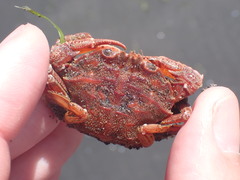 Nectocarcinus antarcticus