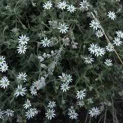 Stellaria dichotoma